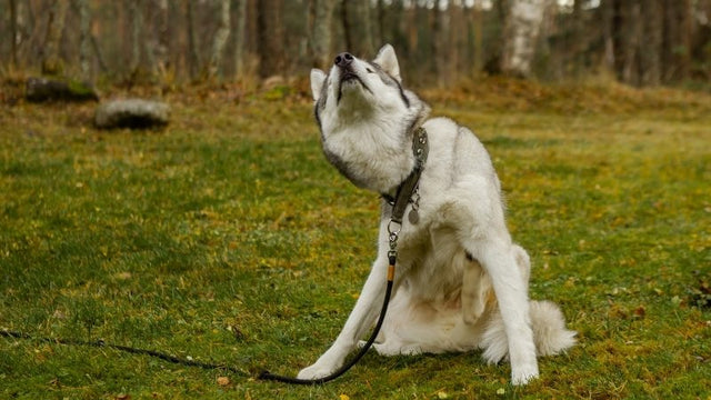 Husky scratching neck with paw while sitting on grassy ground