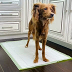Pogi's training pads being set up and used by a dog.
