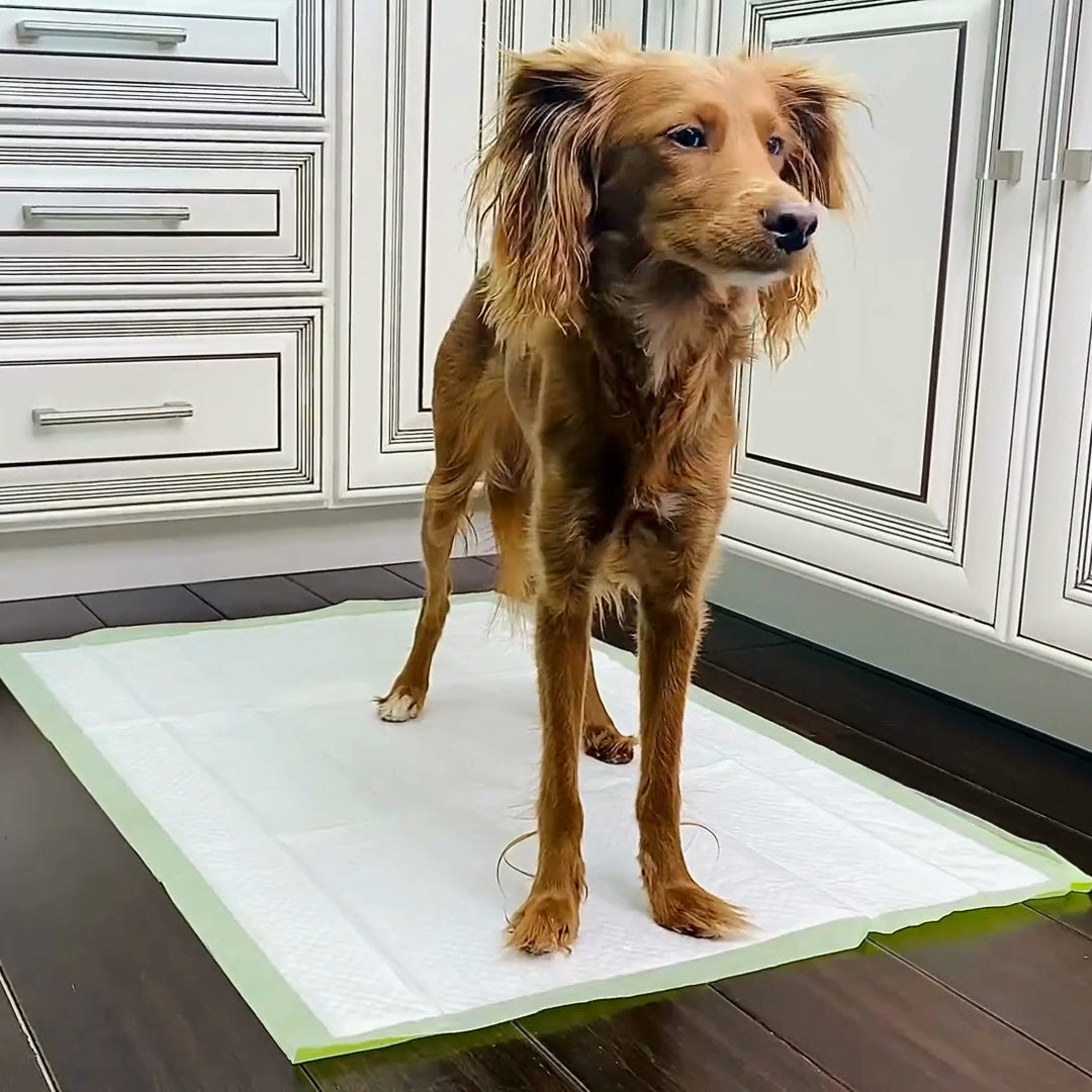 Pogi's training pads being set up and used by a dog.