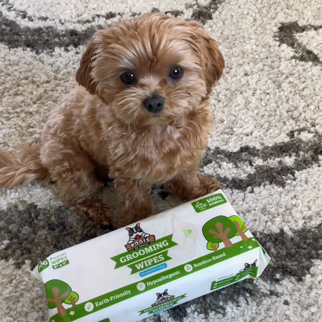 A dog owner demonstrates Pogi's grooming wipes on her dog.