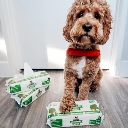 Pogi'sのうんち袋の箱の上に立つカバプーの子犬