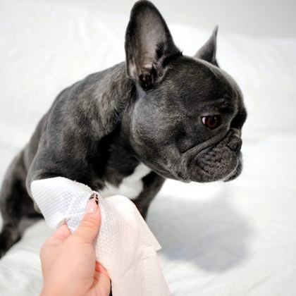 Pogi'sの犬用ウェットシートで足先を拭いてもらうフレンチブルドッグ