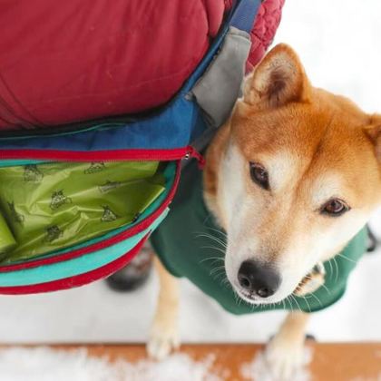 ハーネスをつけた柴犬