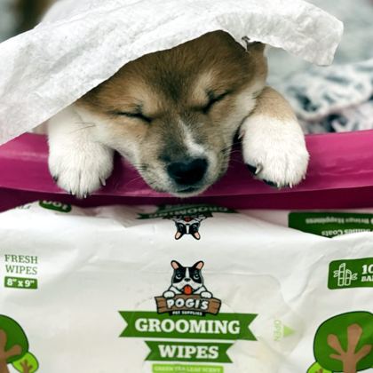 Pogi'sのウェットシートでお風呂上がり、タオルにくるまれた子犬