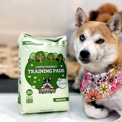Pogi'sのペットシーツと一緒の柴犬