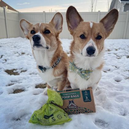 Pogi'sのコンポスタブルうんち袋と一緒に雪の中にいる2頭のコーギー