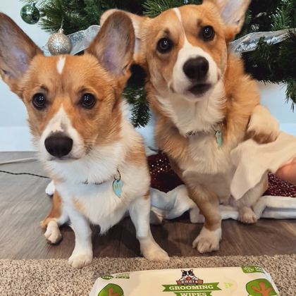 Pogi'sの犬用ウェットシートと一緒に木のそばにいる2頭のコーギー